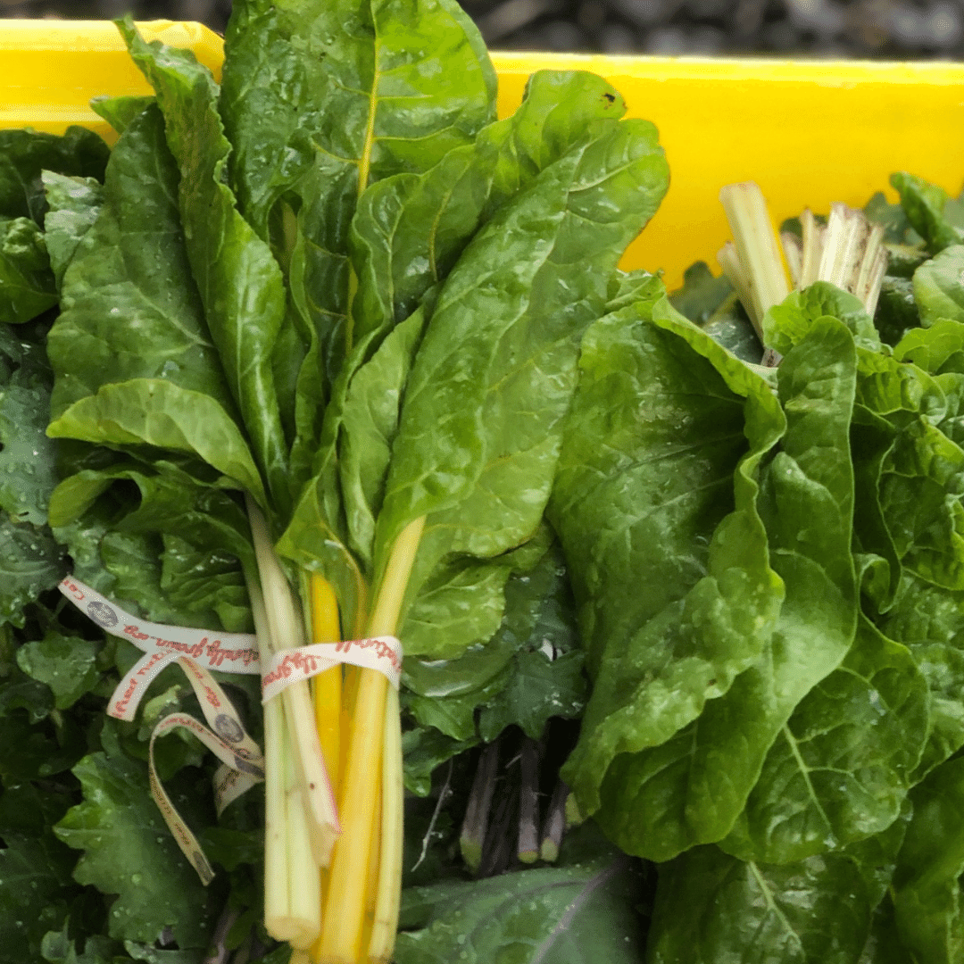 Swiss Chard