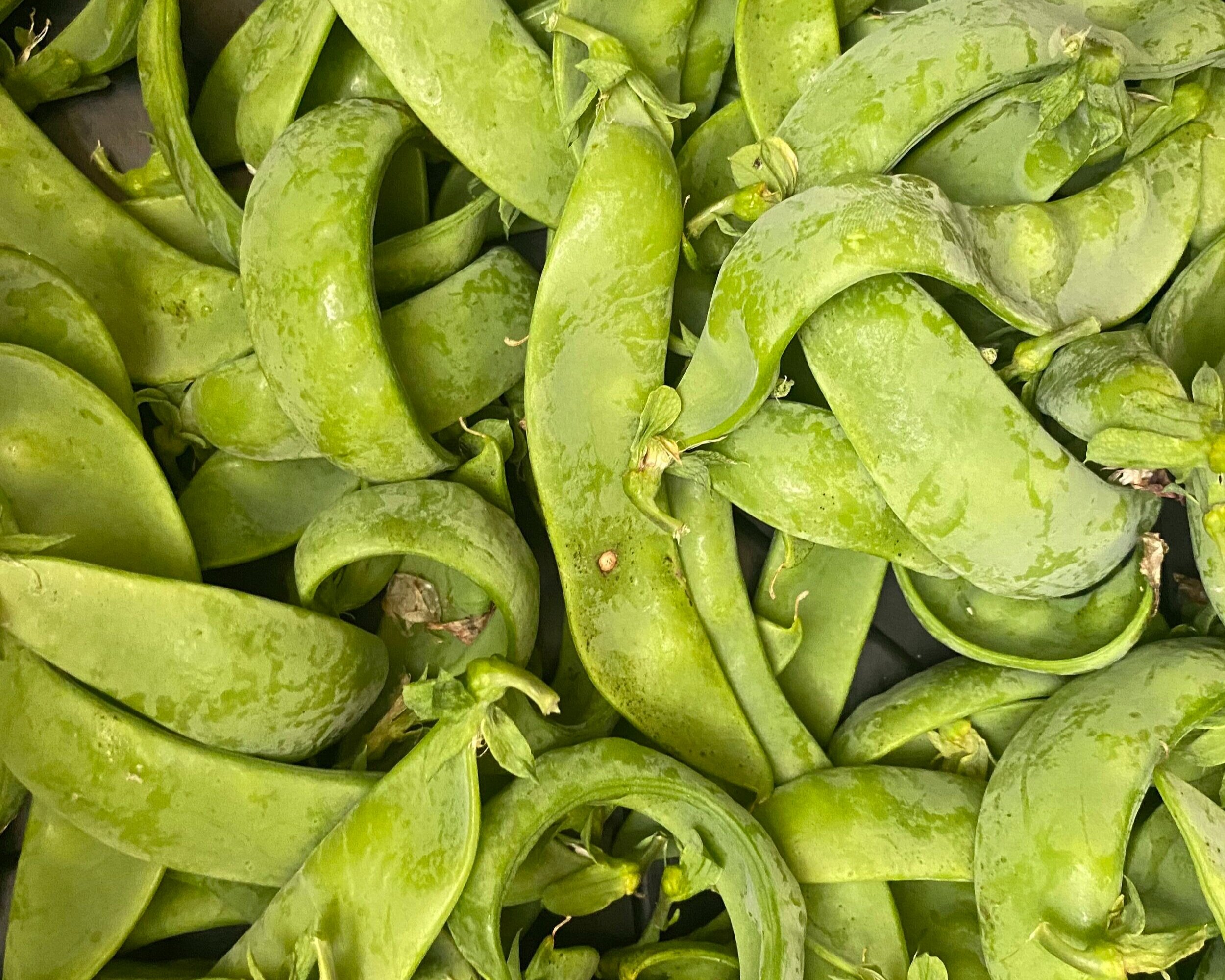 Snow Peas