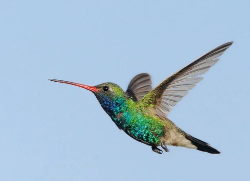A Hummingbird