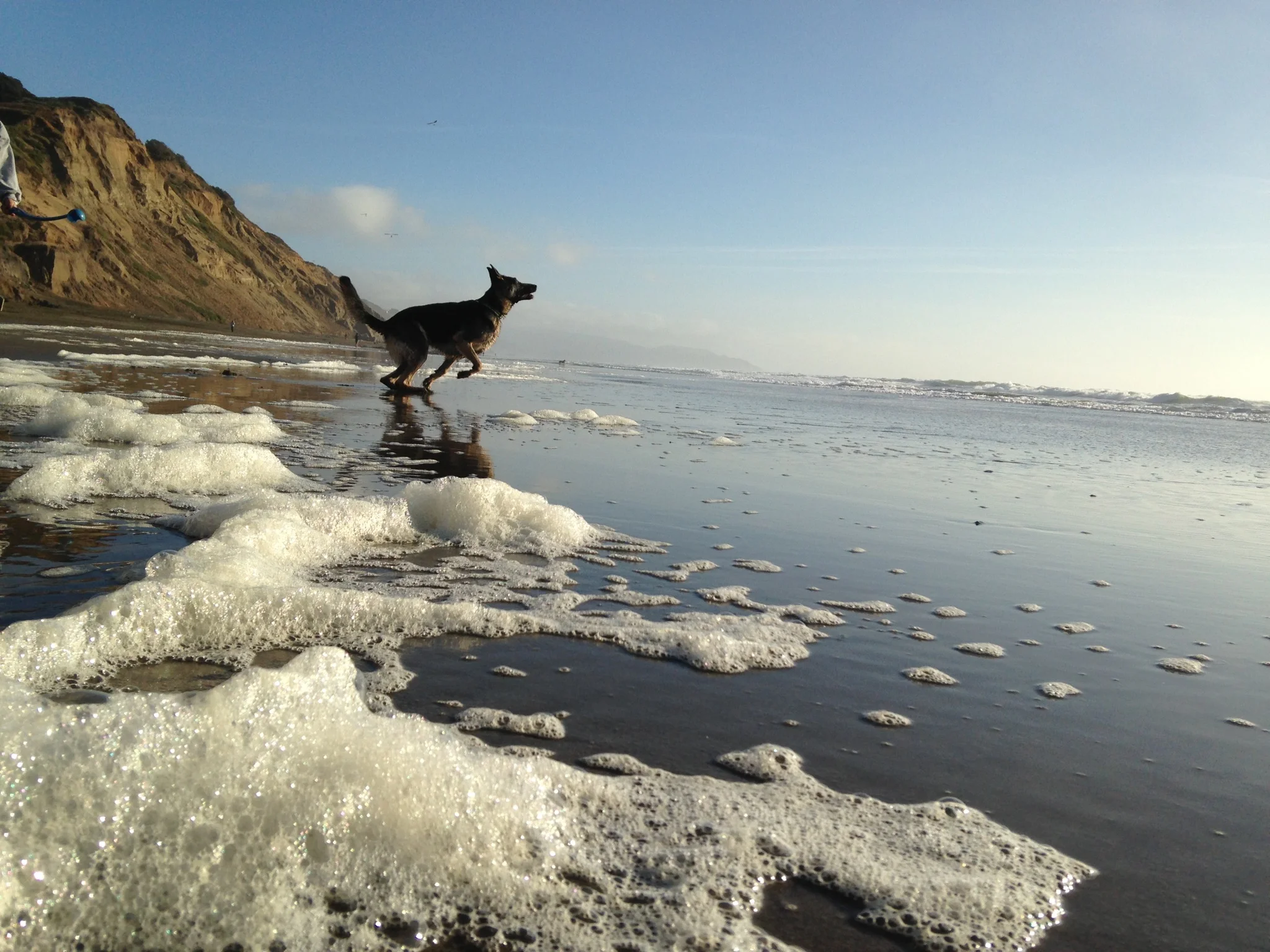 A dog and his beach