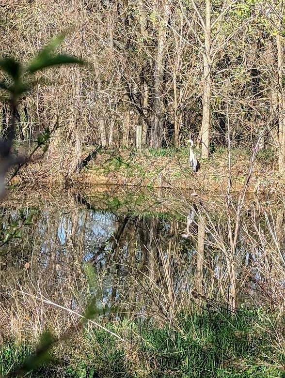 Dog Playground — Sunny Knoll EcoFarm