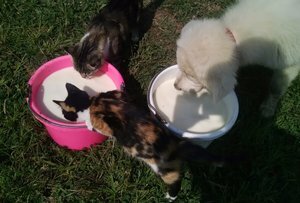 Puppy with cats drinking milk.jpg