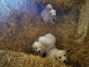 Puppies in straw nest.jpg