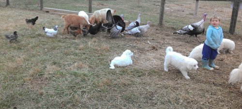 Puppies with turkeys and goats.jpg