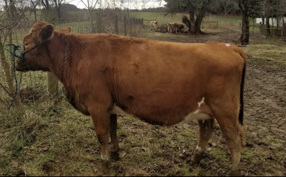 Current Herd — Sunny Knoll EcoFarm