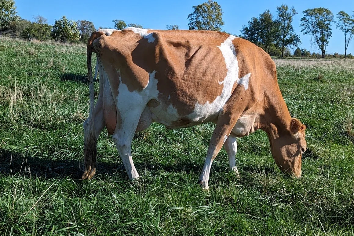 Eliana — Sunny Knoll EcoFarm