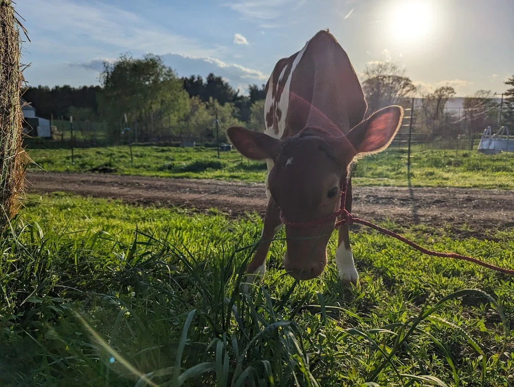 Saffron — Sunny Knoll EcoFarm