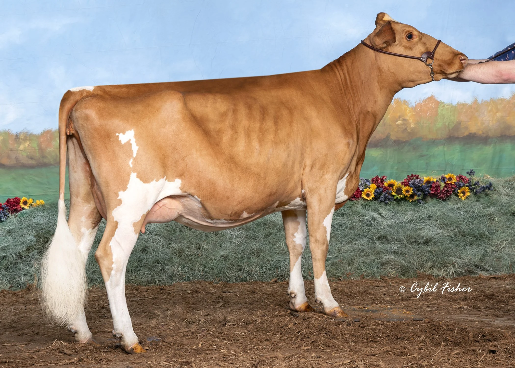 Current Herd — Sunny Knoll EcoFarm