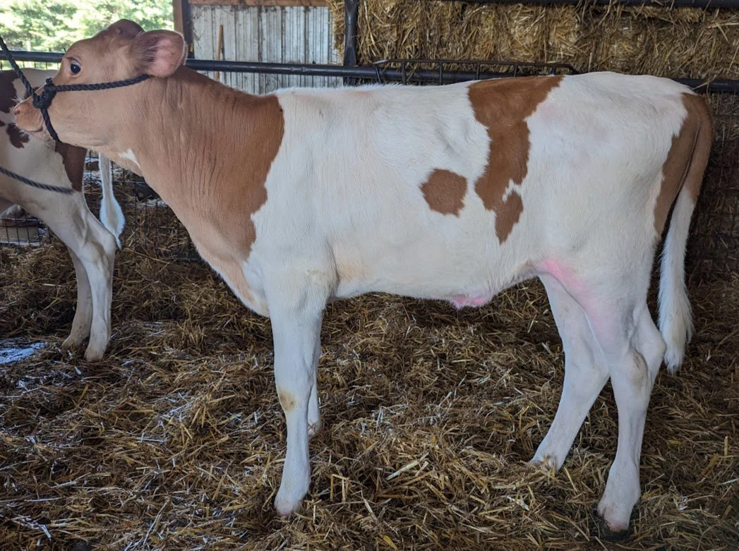 Eliana — Sunny Knoll EcoFarm