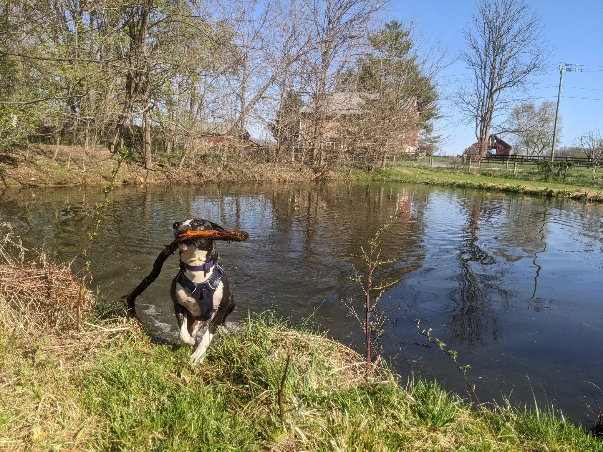 Dog Playground — Sunny Knoll EcoFarm