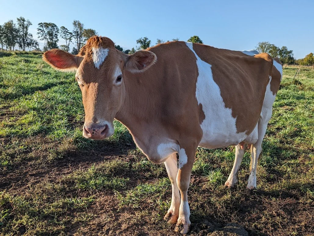 Eliana — Sunny Knoll EcoFarm