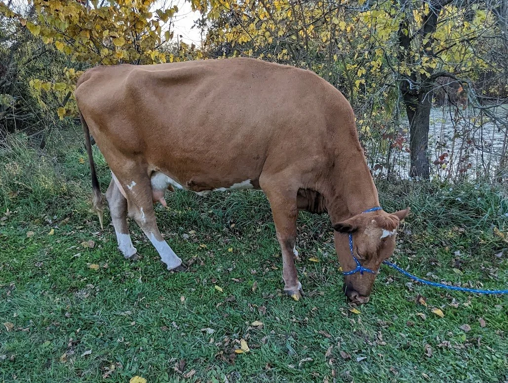 Valencia — Sunny Knoll EcoFarm