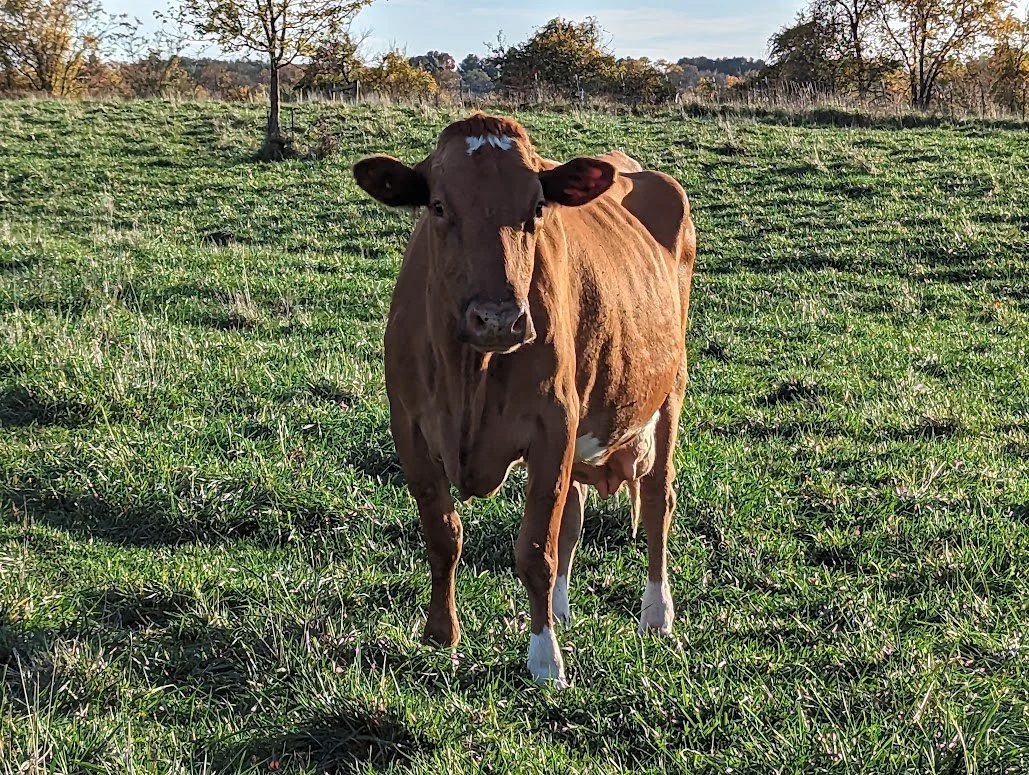 Valencia — Sunny Knoll EcoFarm