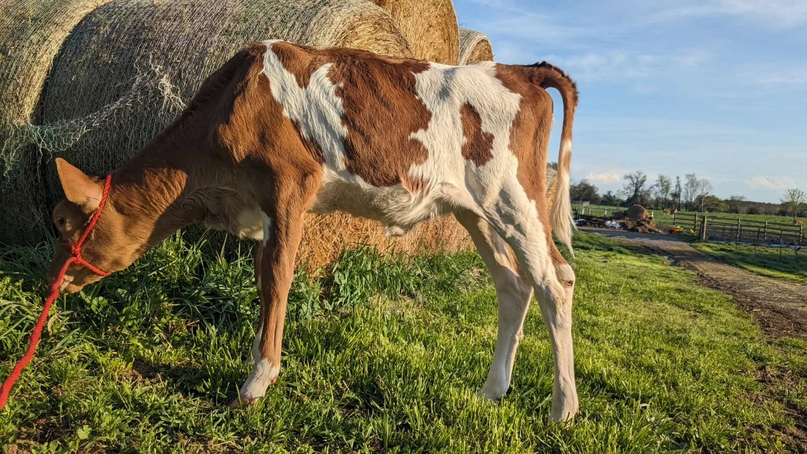 Saffron — Sunny Knoll EcoFarm