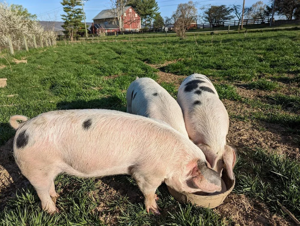 Pigs — Sunny Knoll EcoFarm