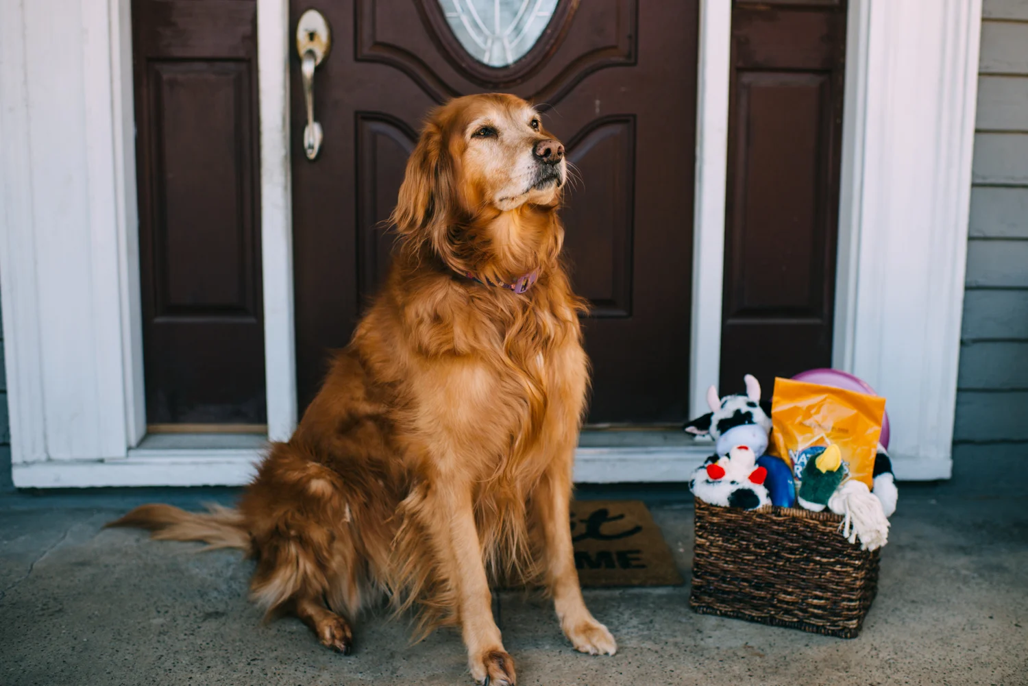 You CAN Teach an Old Dog New Tricks: Thanks, Nature's Recipe®