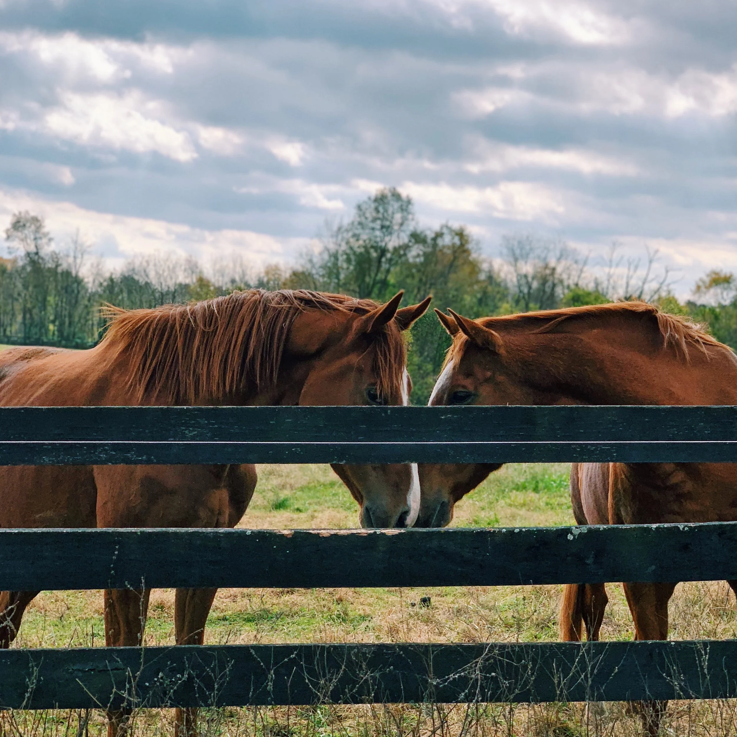 I Want a Horse... (Oh, Wait!)