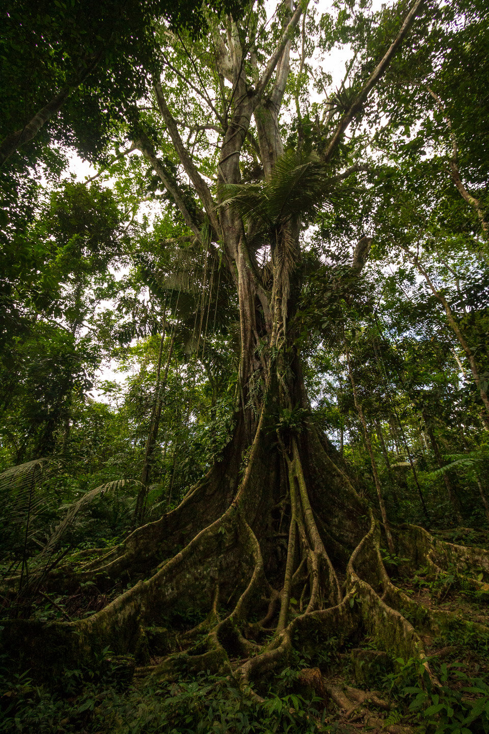 Trees-jungle-rainforest-roots.jpg