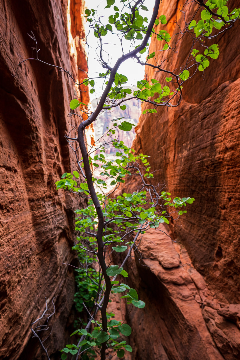 tree-slot-canyon-leafs.jpg