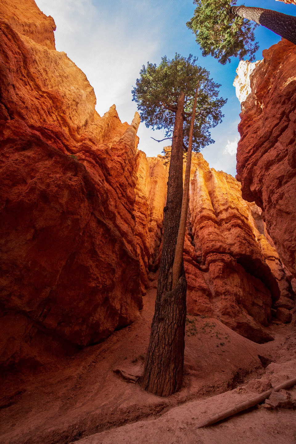 Bryce-slot-canyon-trees-sky-8204.jpg