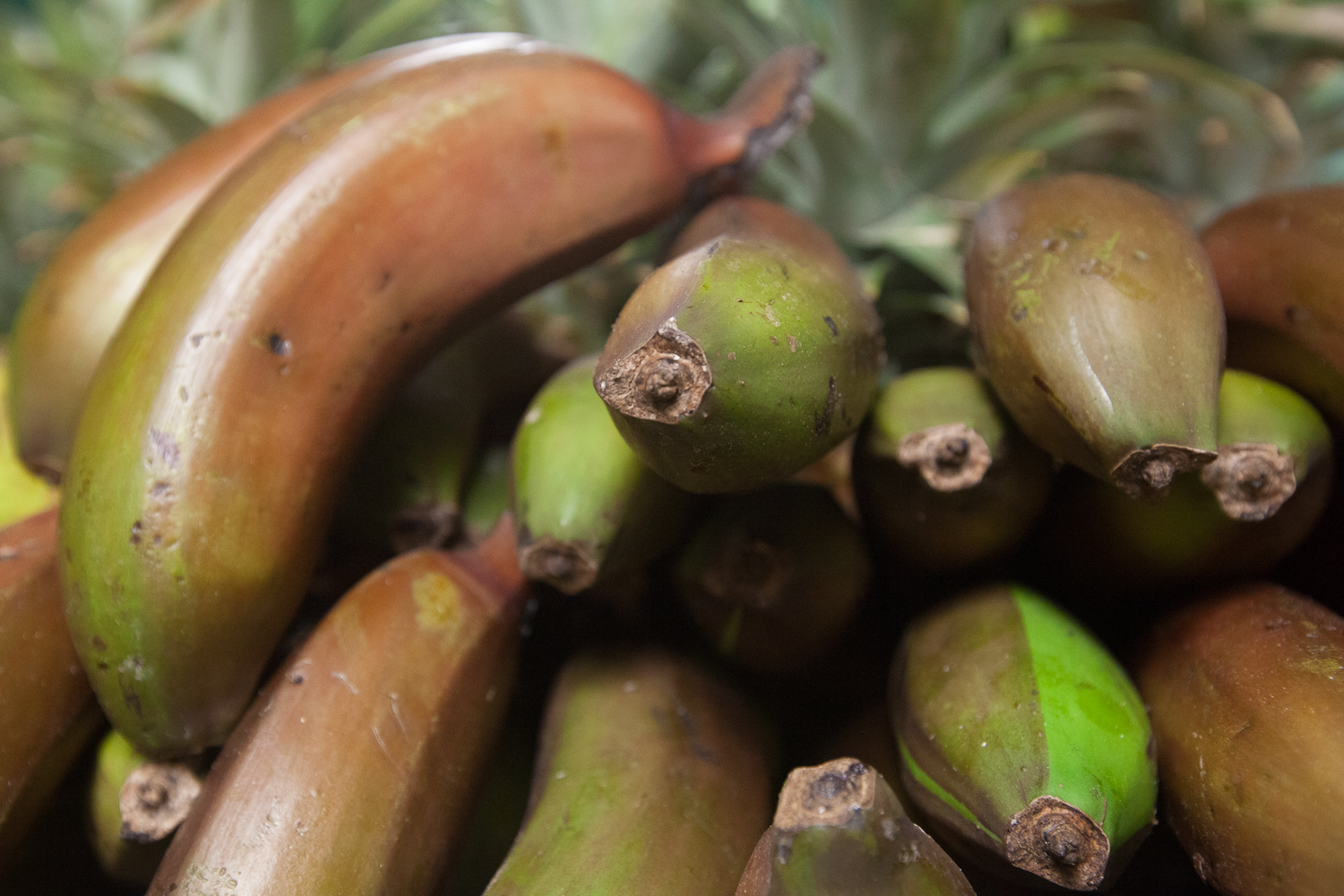 organic red bananas from Mana Foods Produce Department