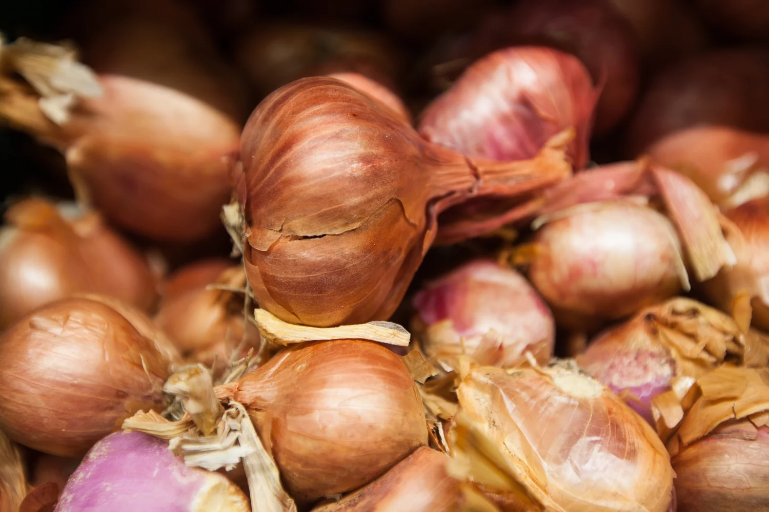 garlic-mana-foods-produce-department.jpg