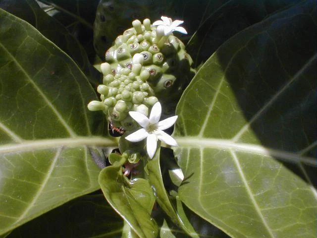 "HEALTH IS THE MOST PRECIOUS GIFT" ... At Mana Foods We Agree & Are Excited To Introduce Hawaii Natural Products & Their Beliefs Regarding The Incredible Health Benefits Of The Noni Fruit!