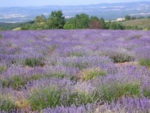 veriditas_botanicals_essential_oils_mana_foods.jpg