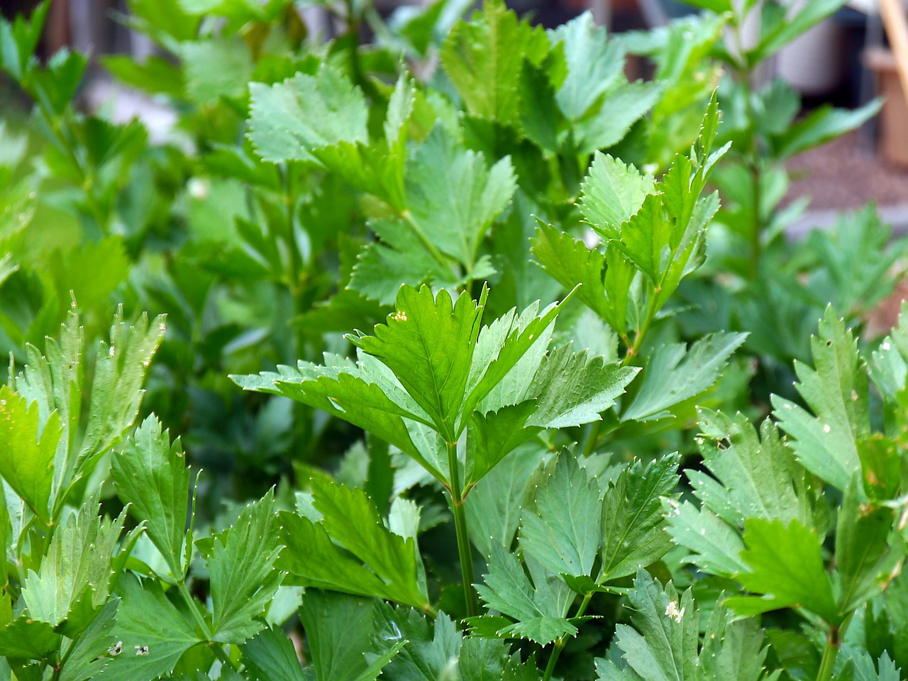 Natural Leaves Botanical Water Plant Parsley