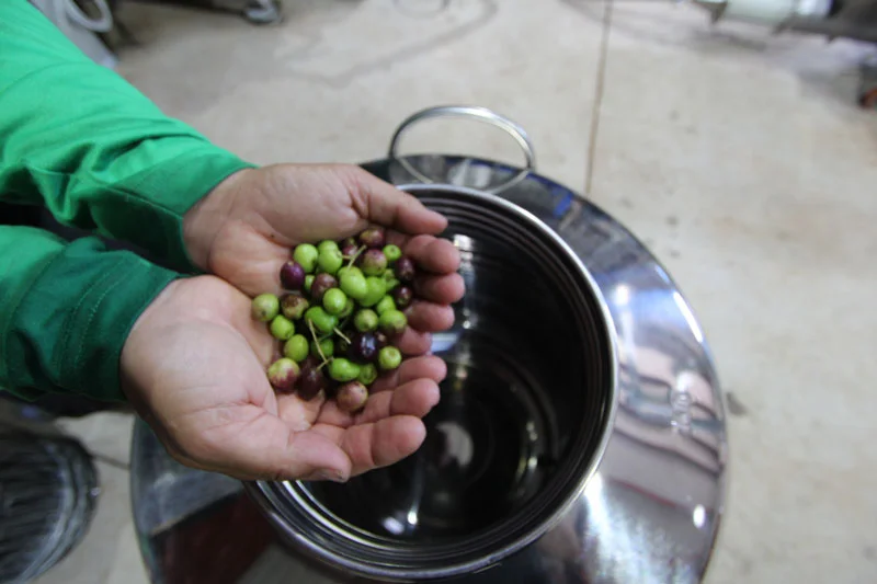 hands_olives.jpg