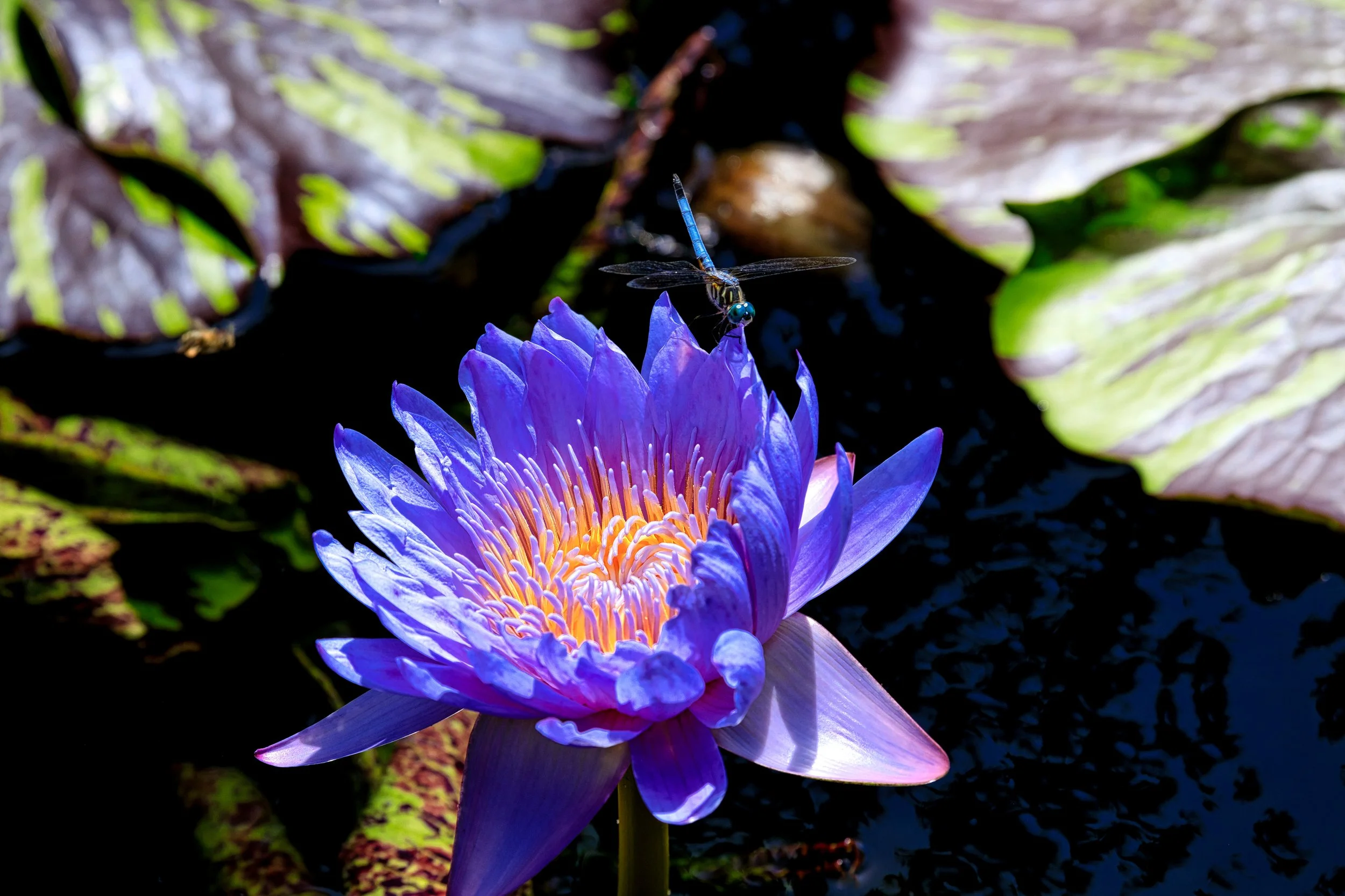 Lightroom-7307.jpg