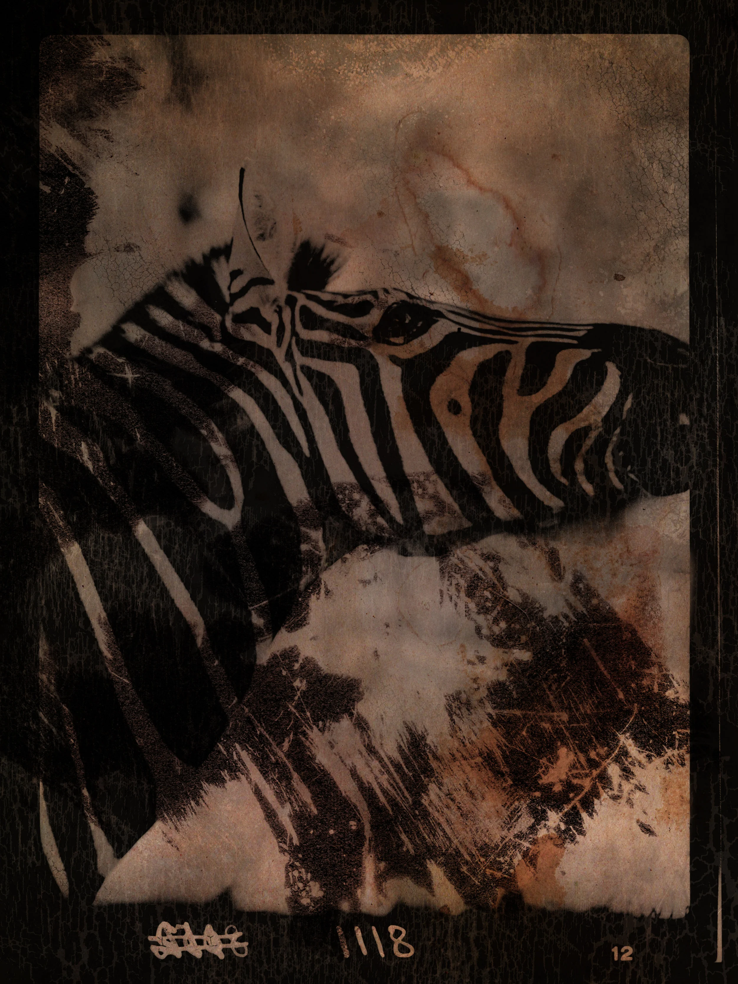 peter beard zebra.jpg