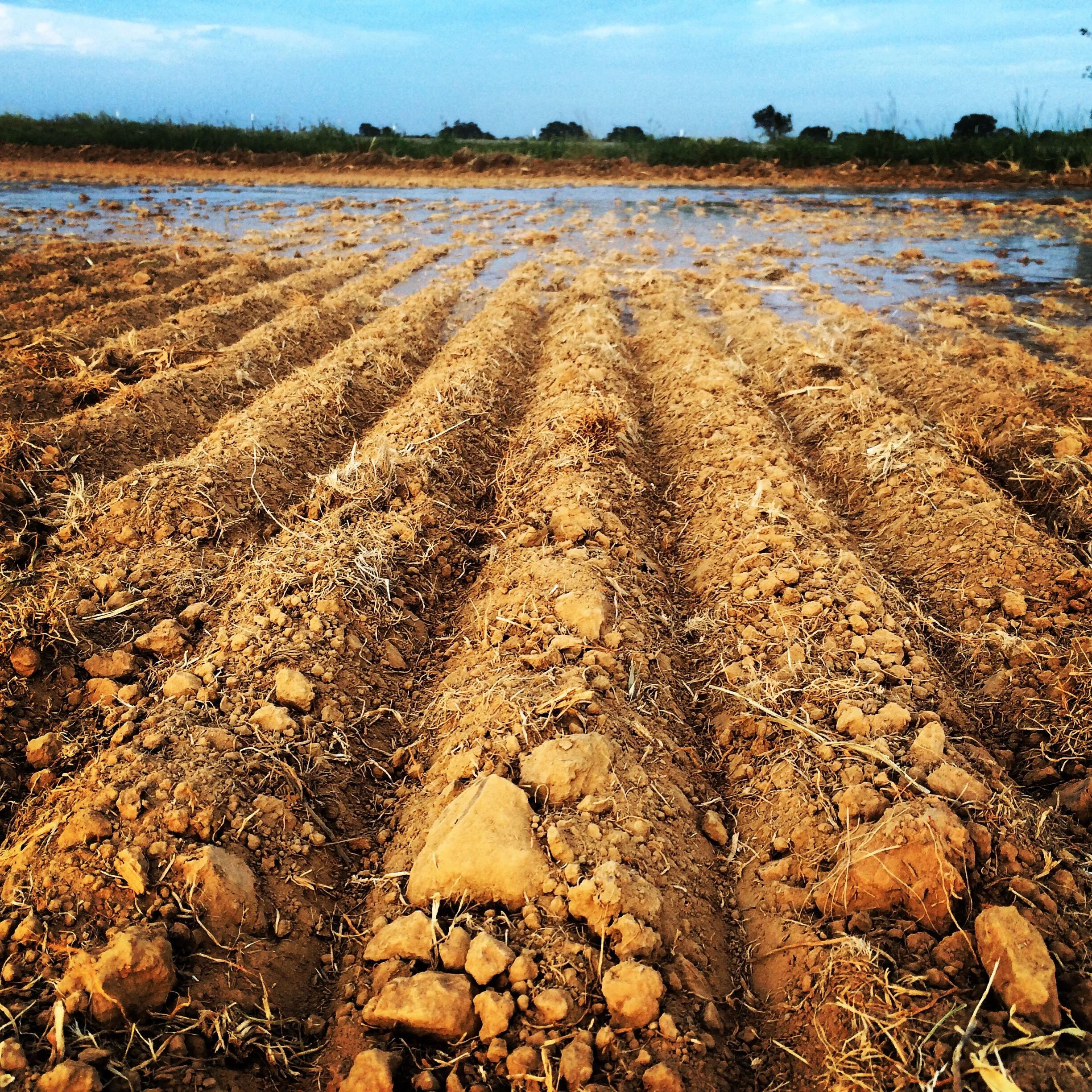 Starting the Irrigation Water Prior to Planting