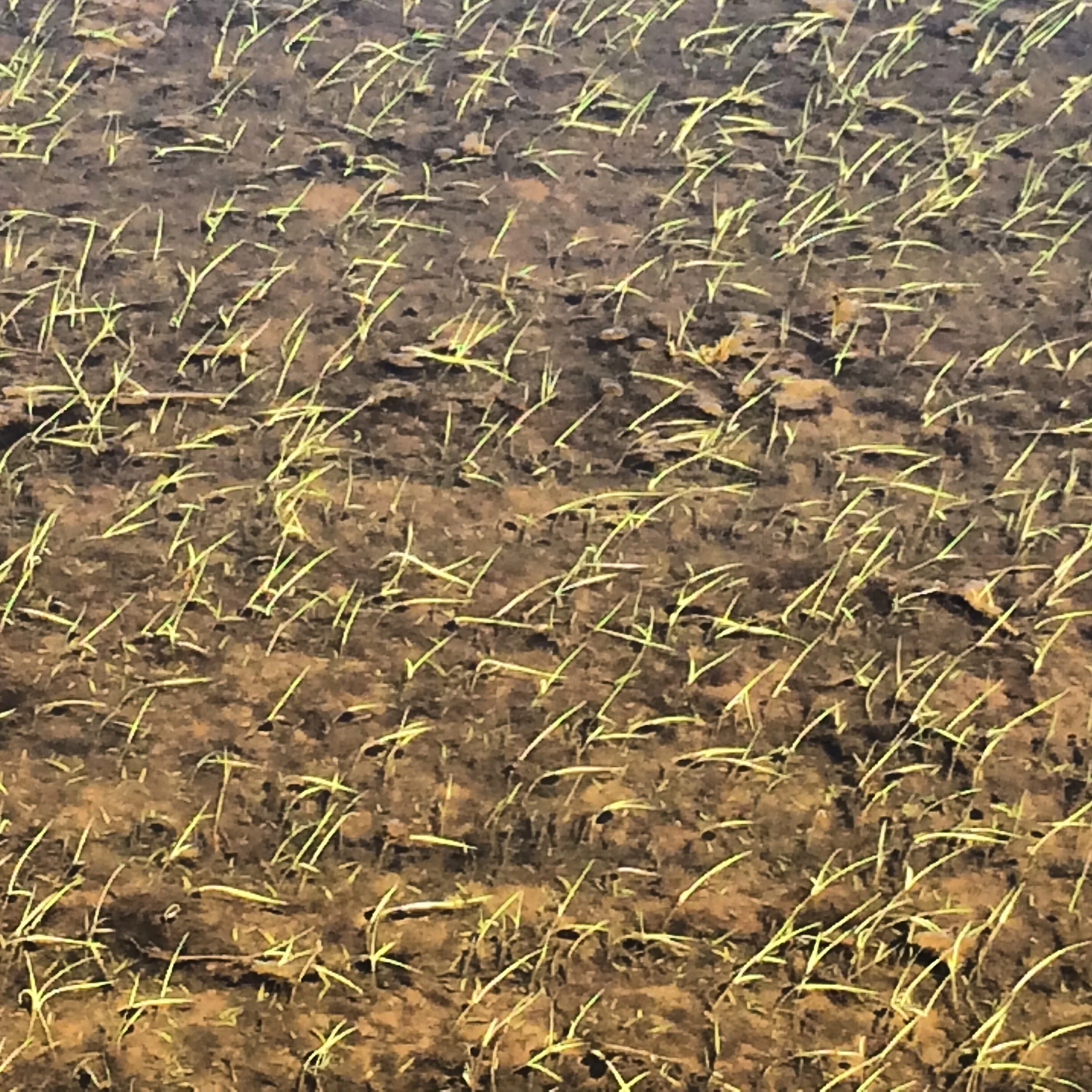 14 Day Old Rice in 3" of Water