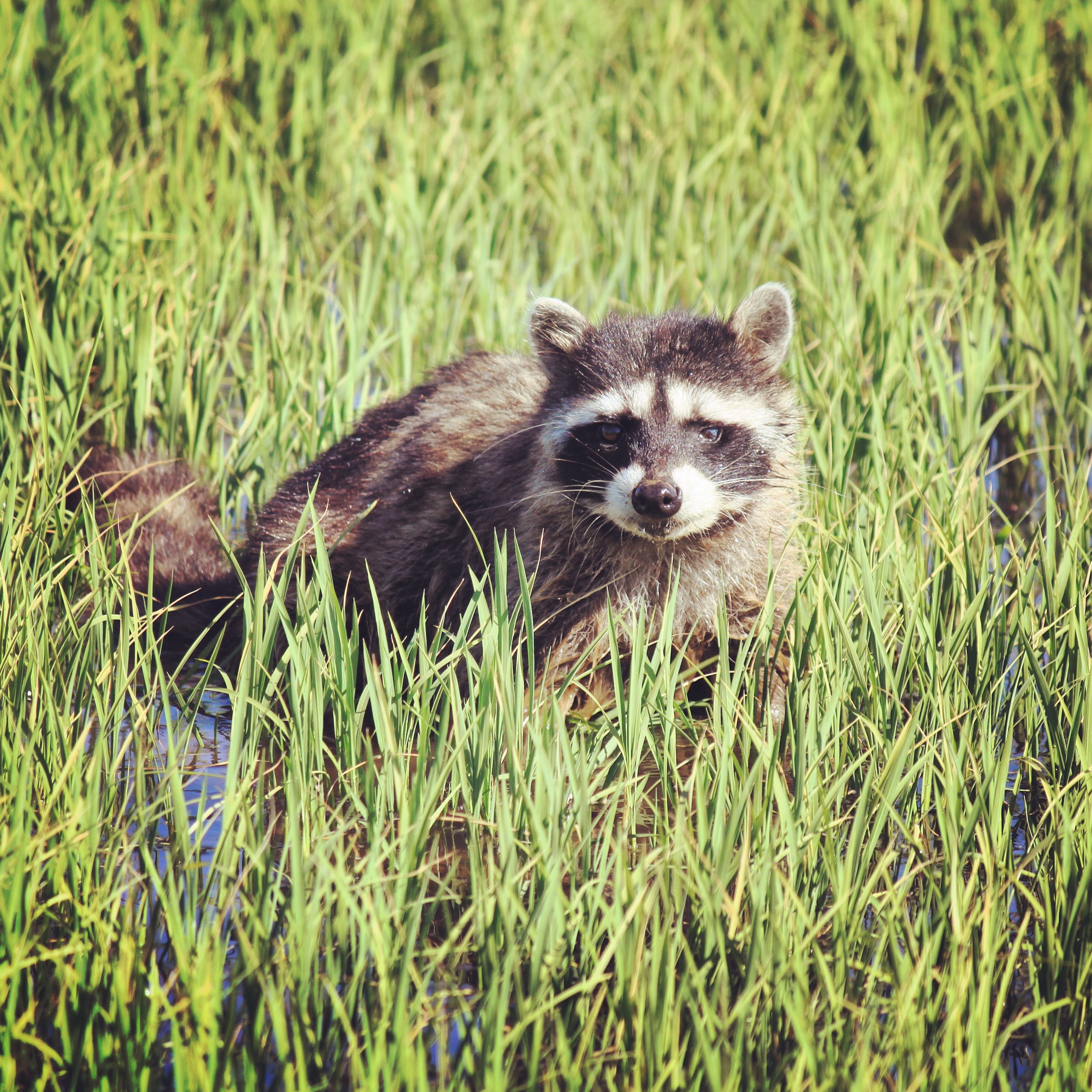 A Racoon in a Young Rice Field