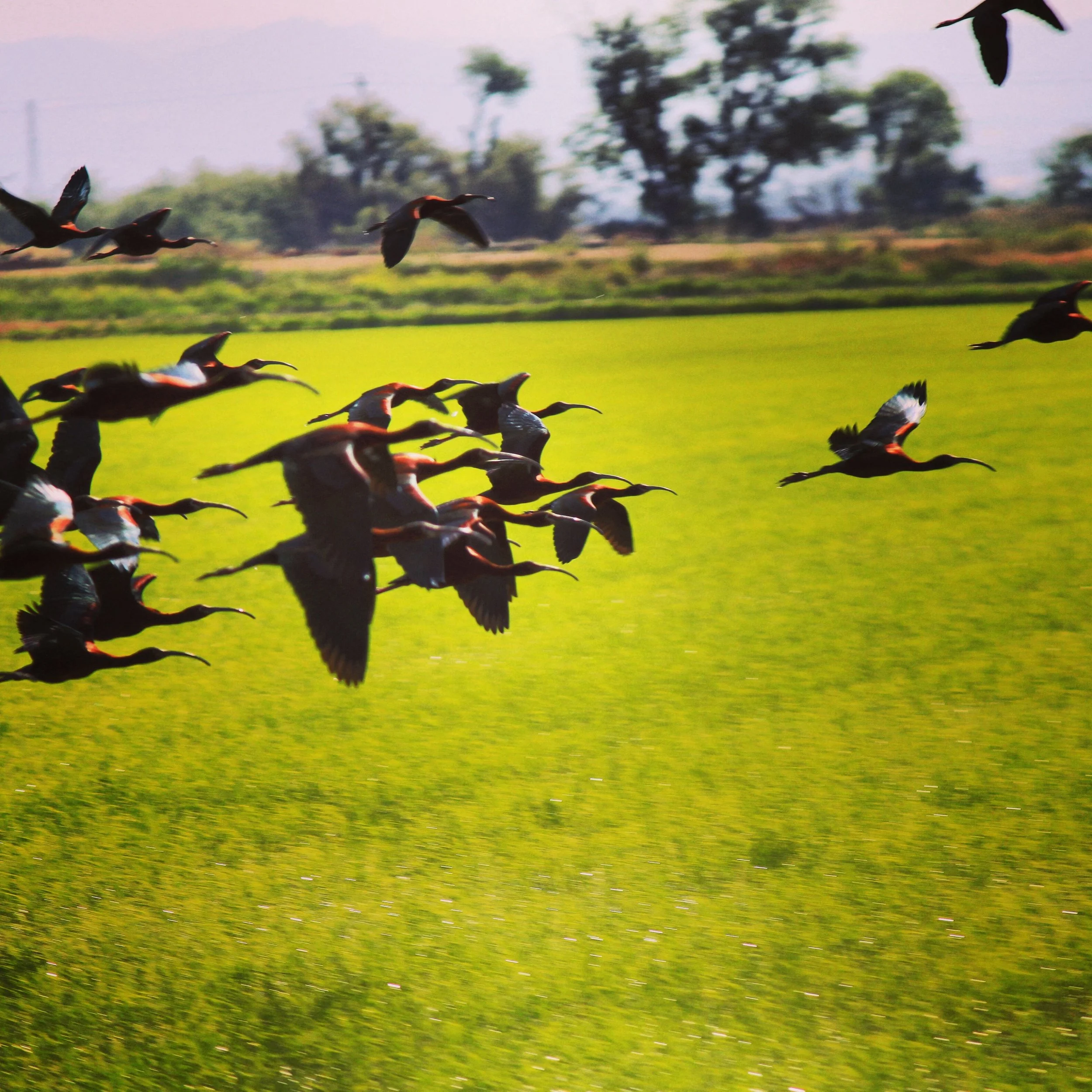 White-Faced Ibis Flying Over a Rice Field