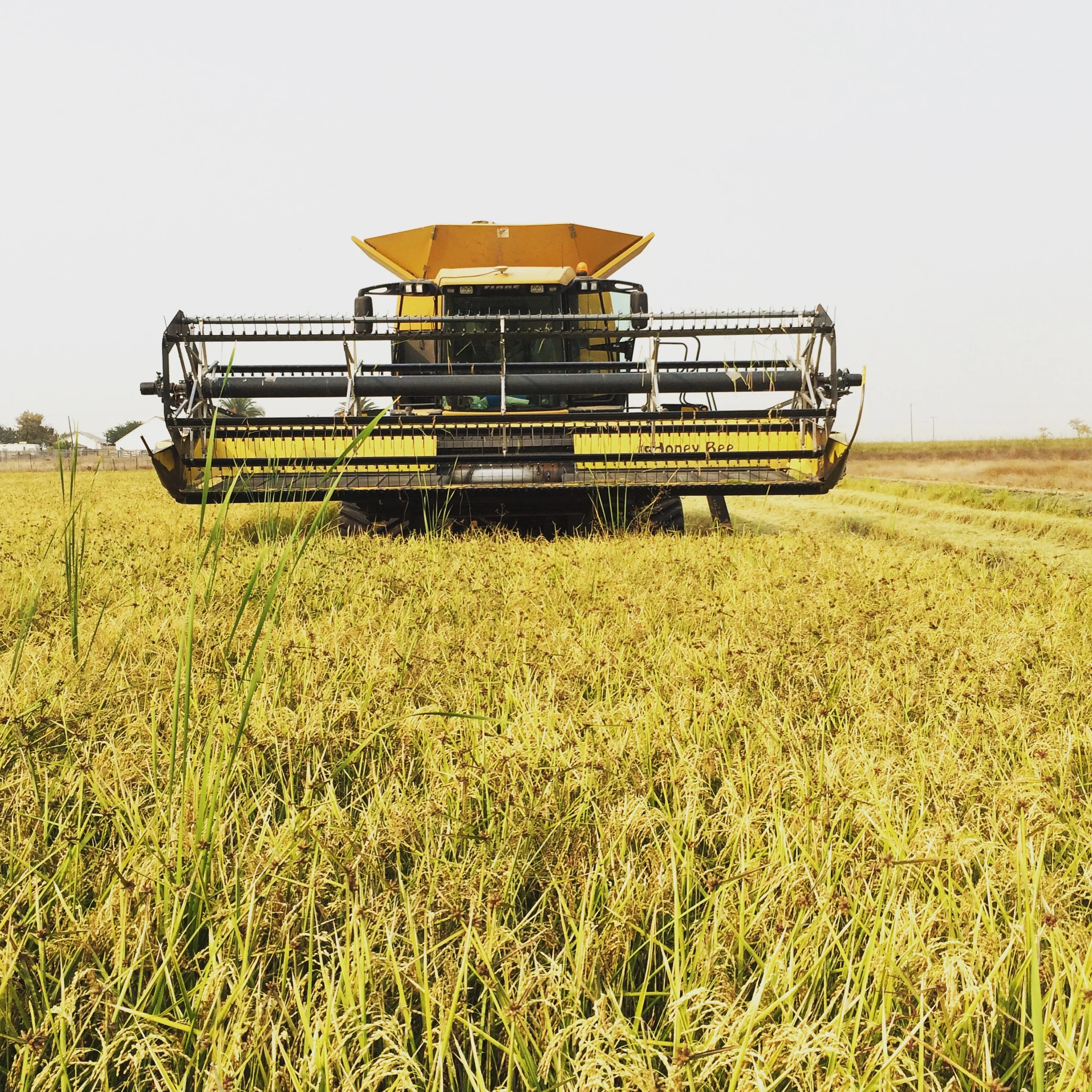 Harvesting Organic Sushi Rice