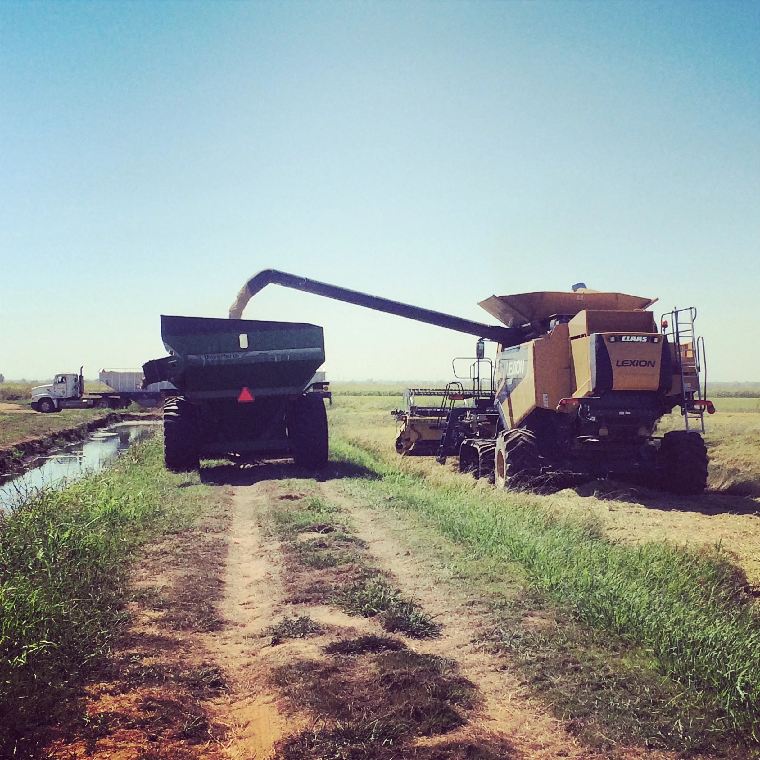 Harvesting Jasmine Rice