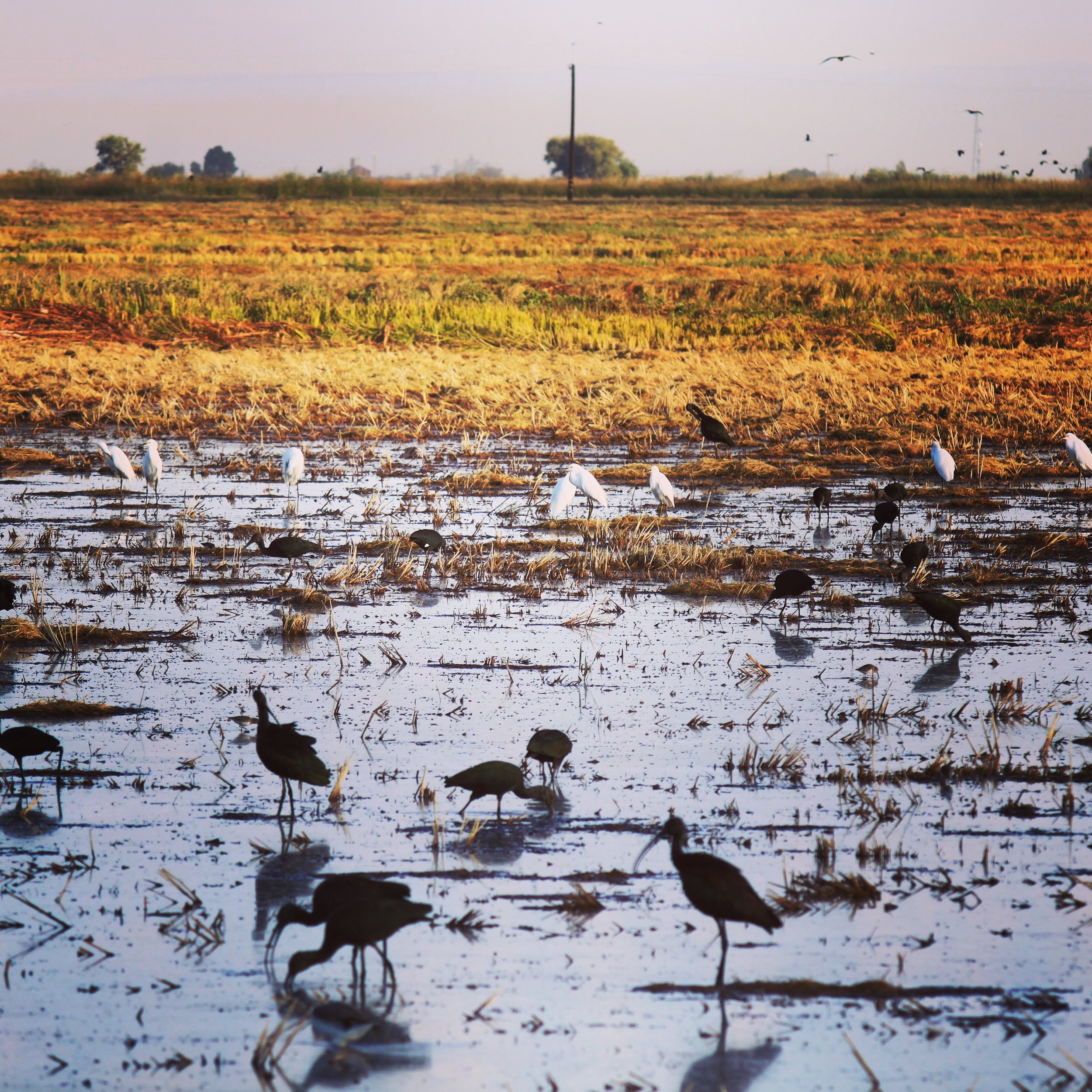 Ibis and Egrets Feeding in a Harvested Rice Field