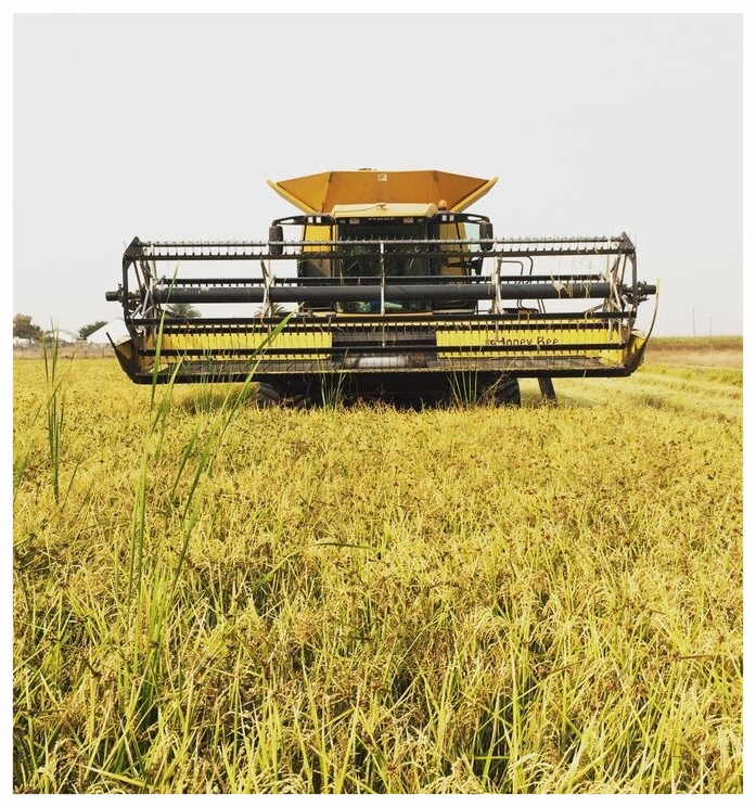 This is one of our harvesters, it takes weeks of steady work to harvest our fields in fall. Timing; water content of the rice; and weather are all factors that are crucial in assuring that we have the best product possible. 