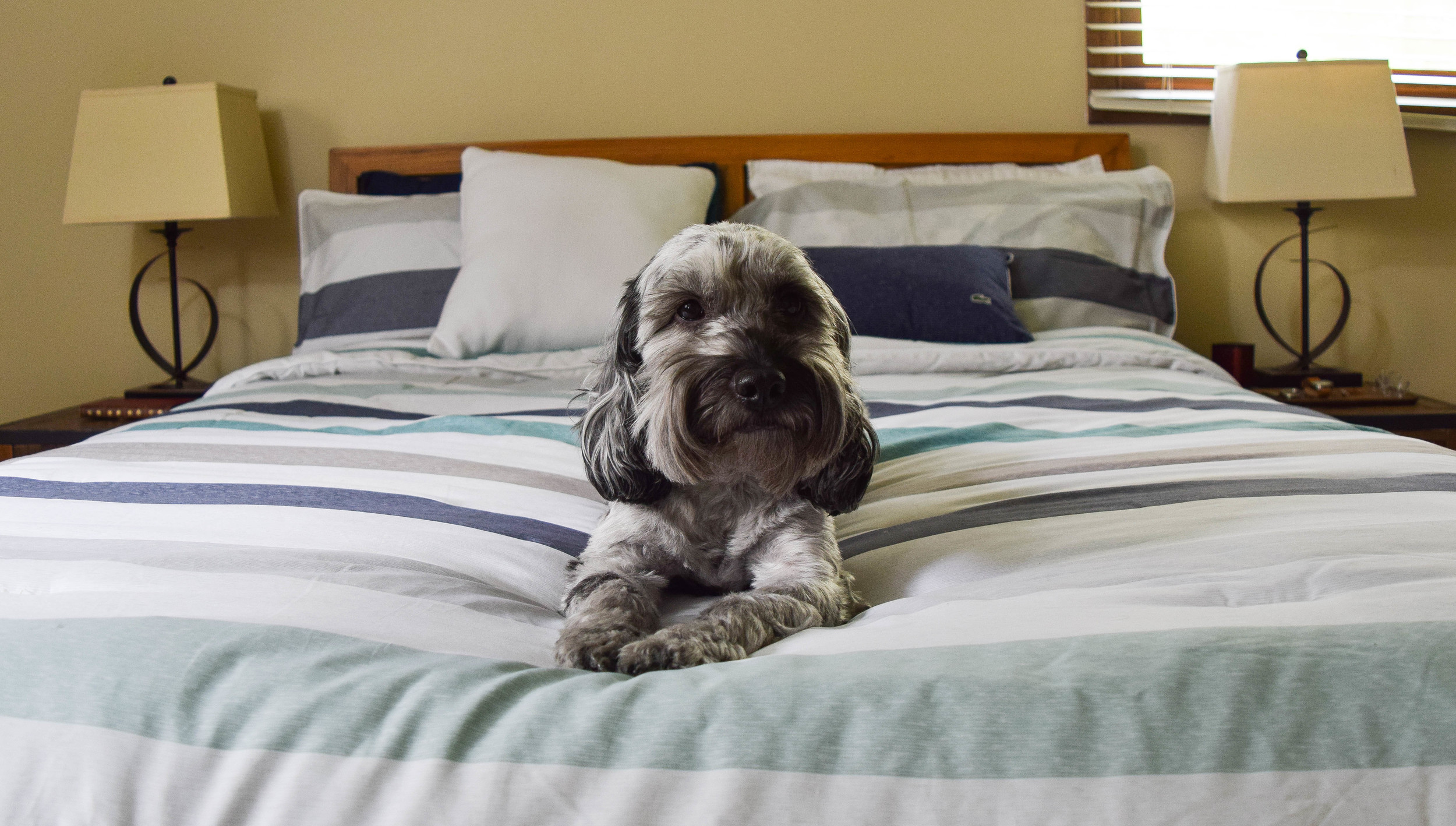 This message is both Bentley the Cockapoo and Murphy the Schnoodle approved. 