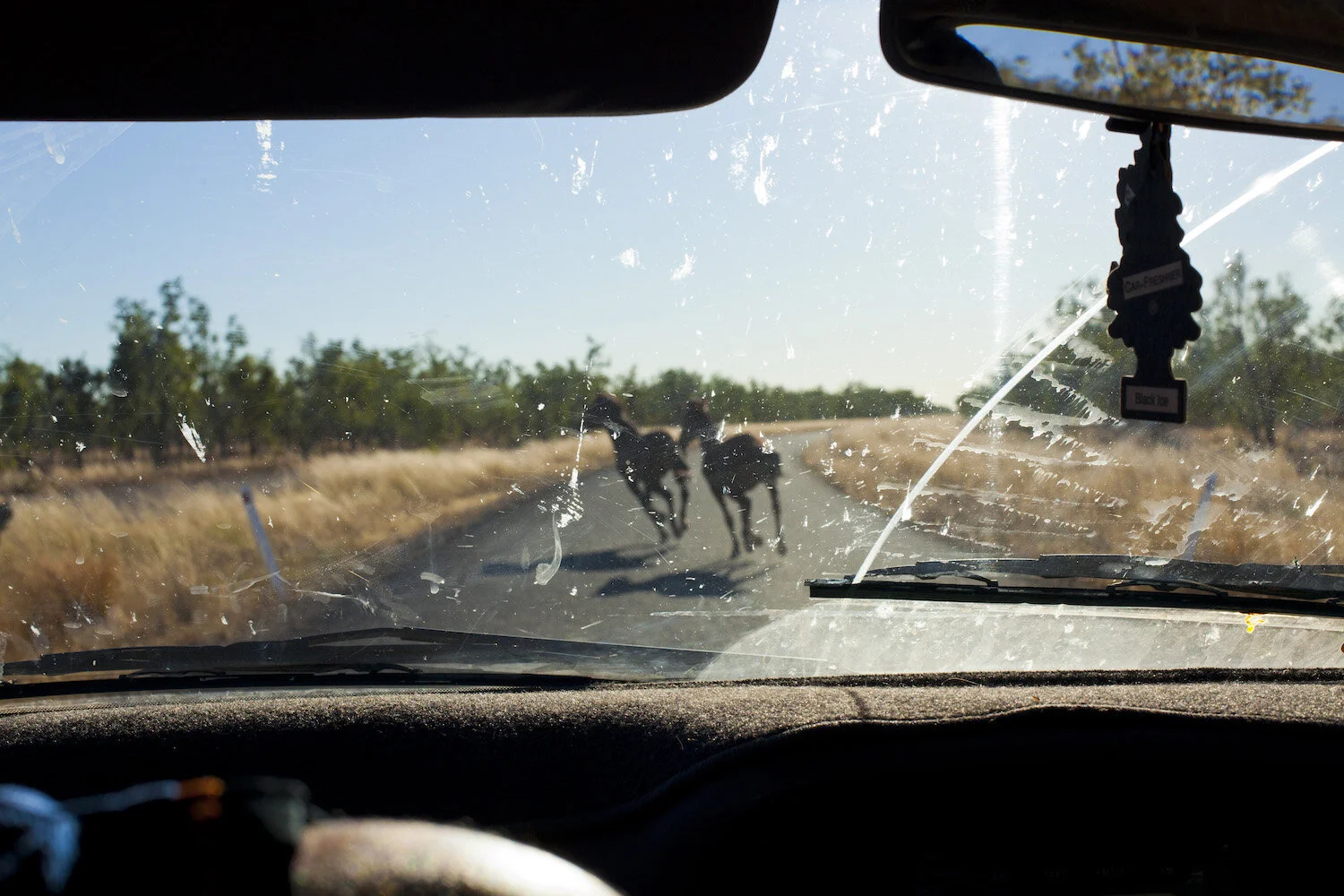 Horses Doomadgee.JPG