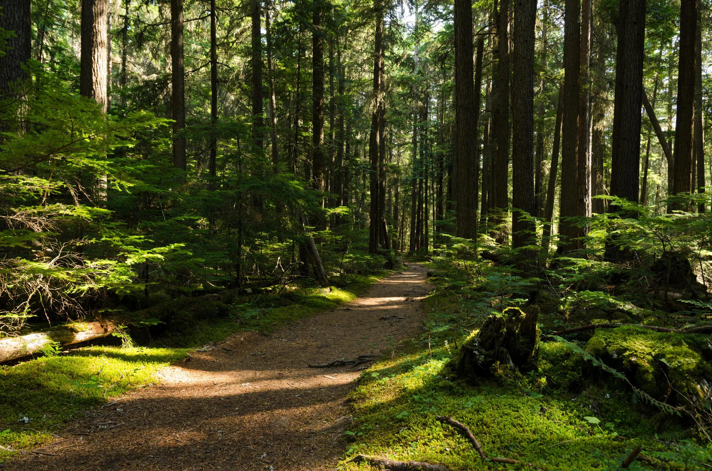 pnw_trail_andrew_moore_0.jpg