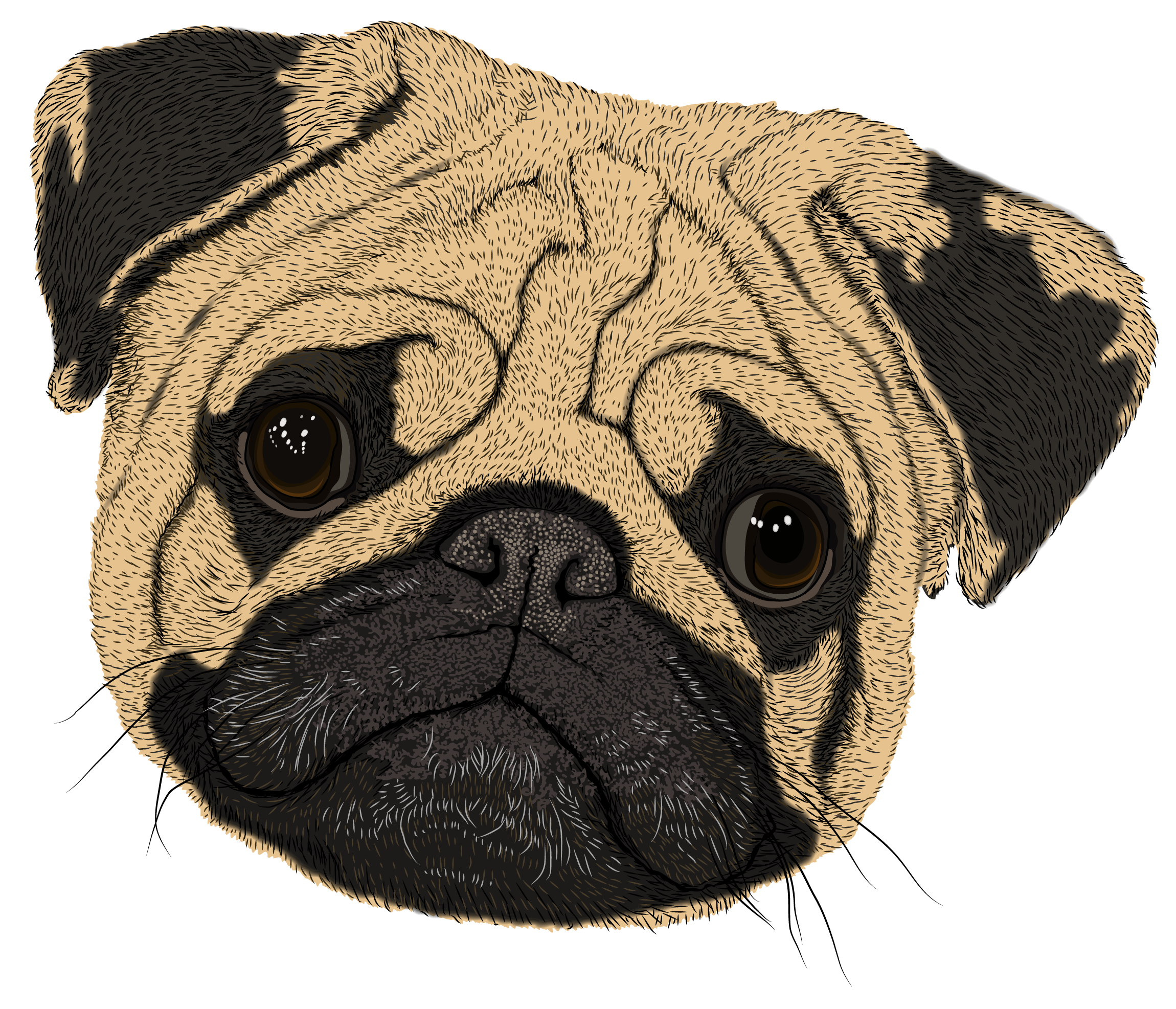 Pug.