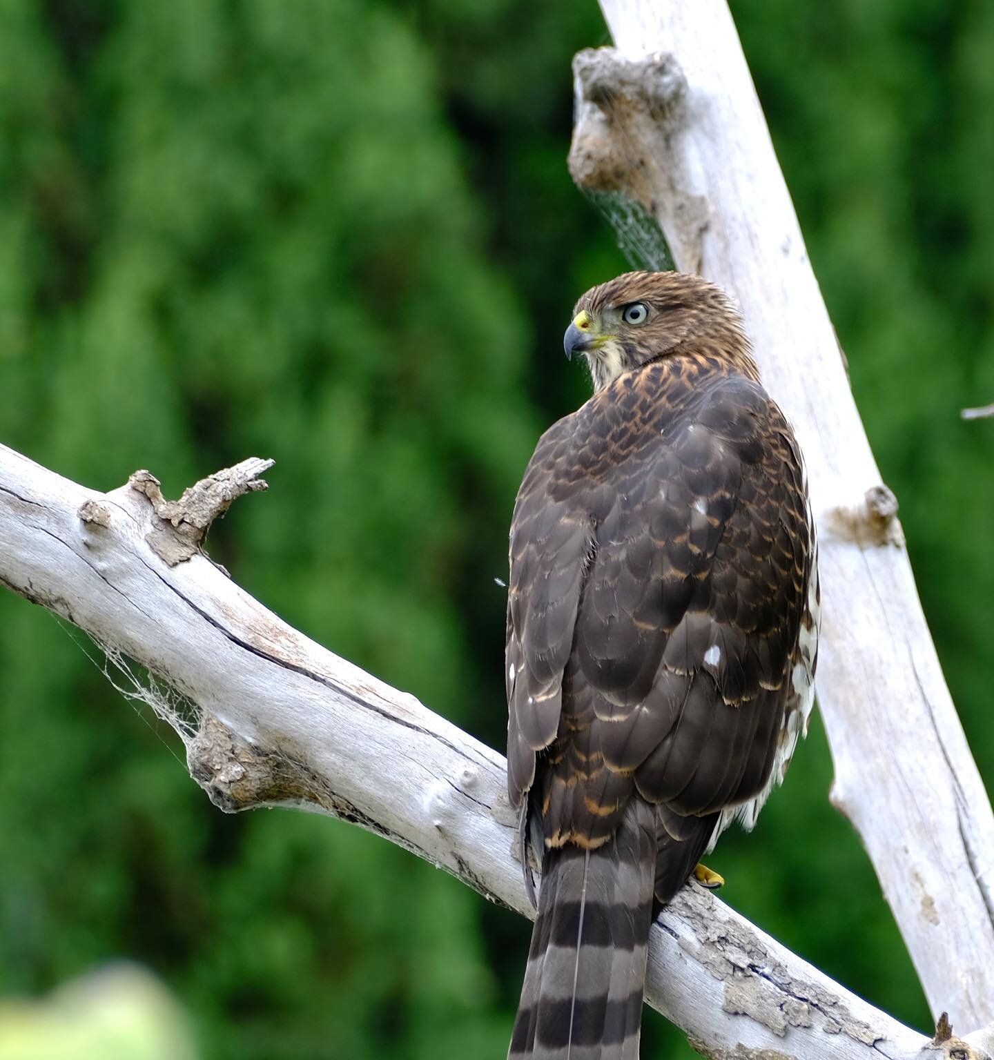 Hawk report 2023. Our Cooper&rsquo;s hawk nest had three new eyas this season and they fledged a few weeks ago. It&rsquo;s been a screech and hunting fest in the yard while they learn the ropes. All pics in the past couple days.