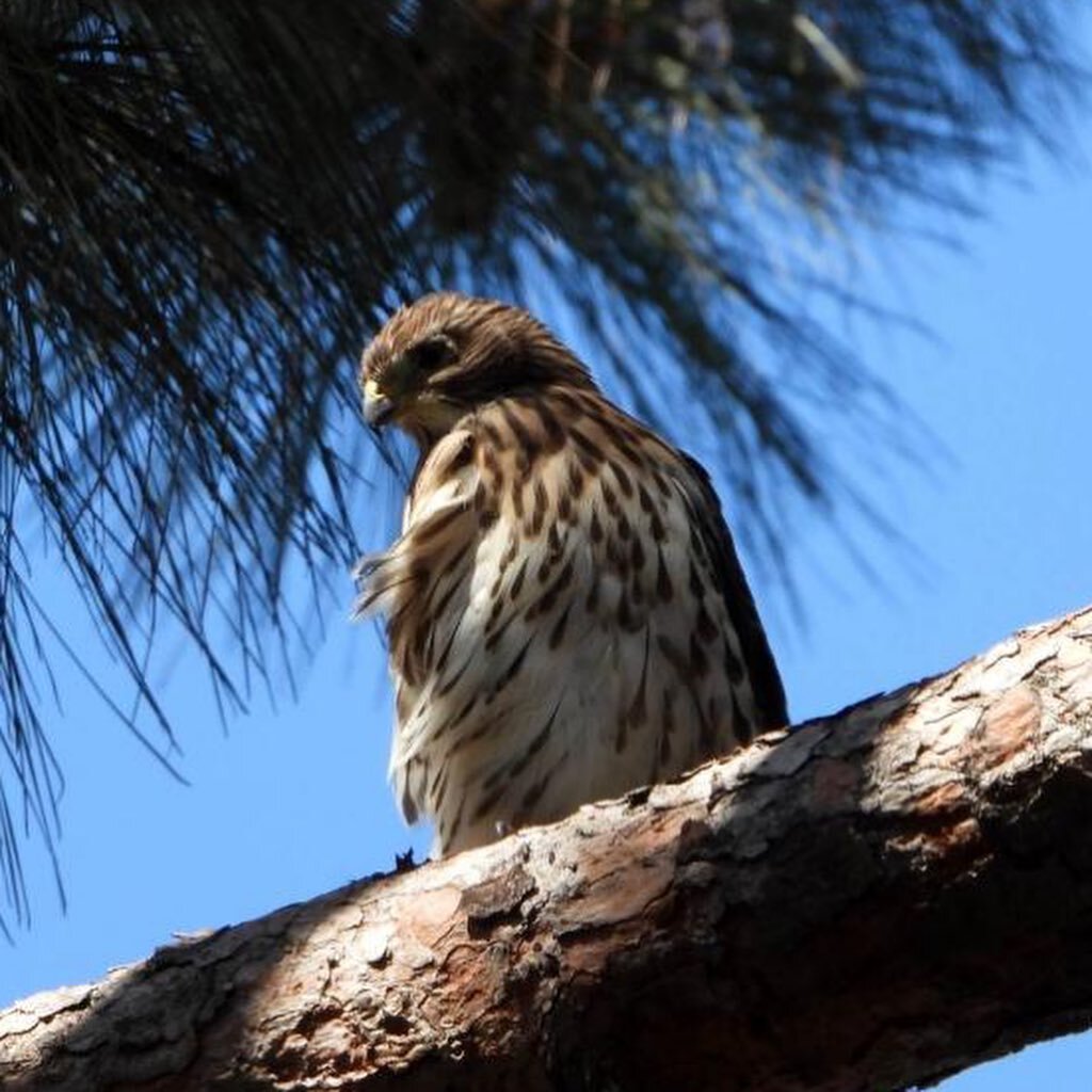 We&rsquo;ve had a mating pair of #coopershawk on our block every year for a number of years, but this year they built their nest in front of our house and had three eyas. They spend their days in our backyard, on top of my studio and in our neighbors