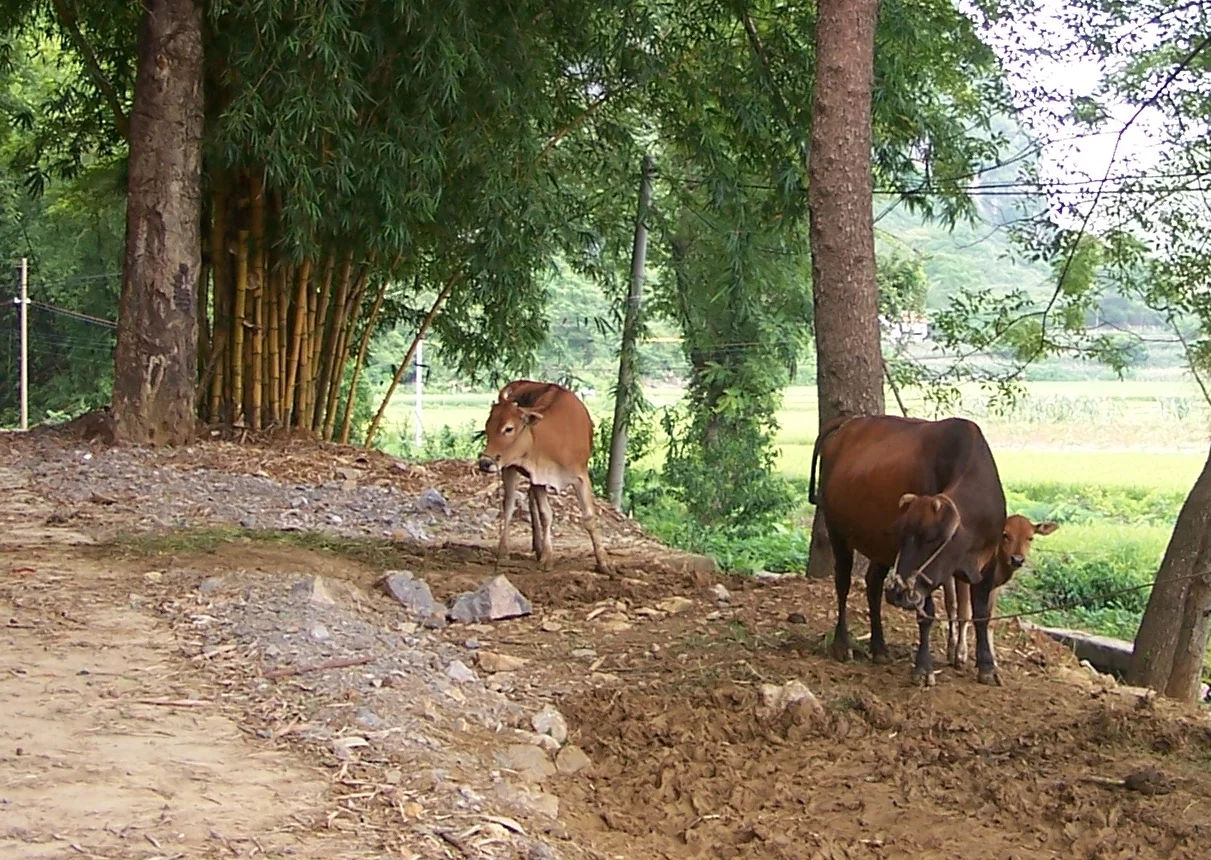 Guangxi – Yiling Village