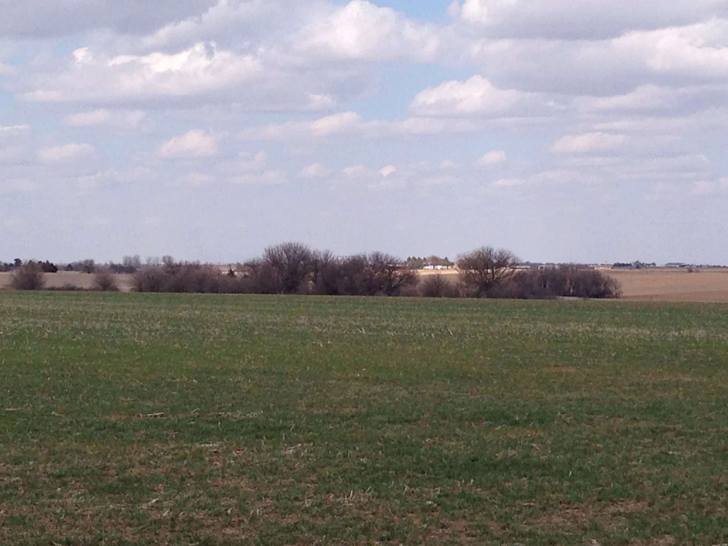 Hard red winter wheat in early spring. Residue from last year’s soybean crop is visible in our dryland no-till field.
