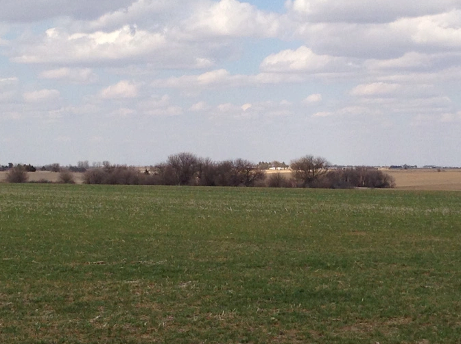 Time of the Season: Winter Wheat in Early Spring