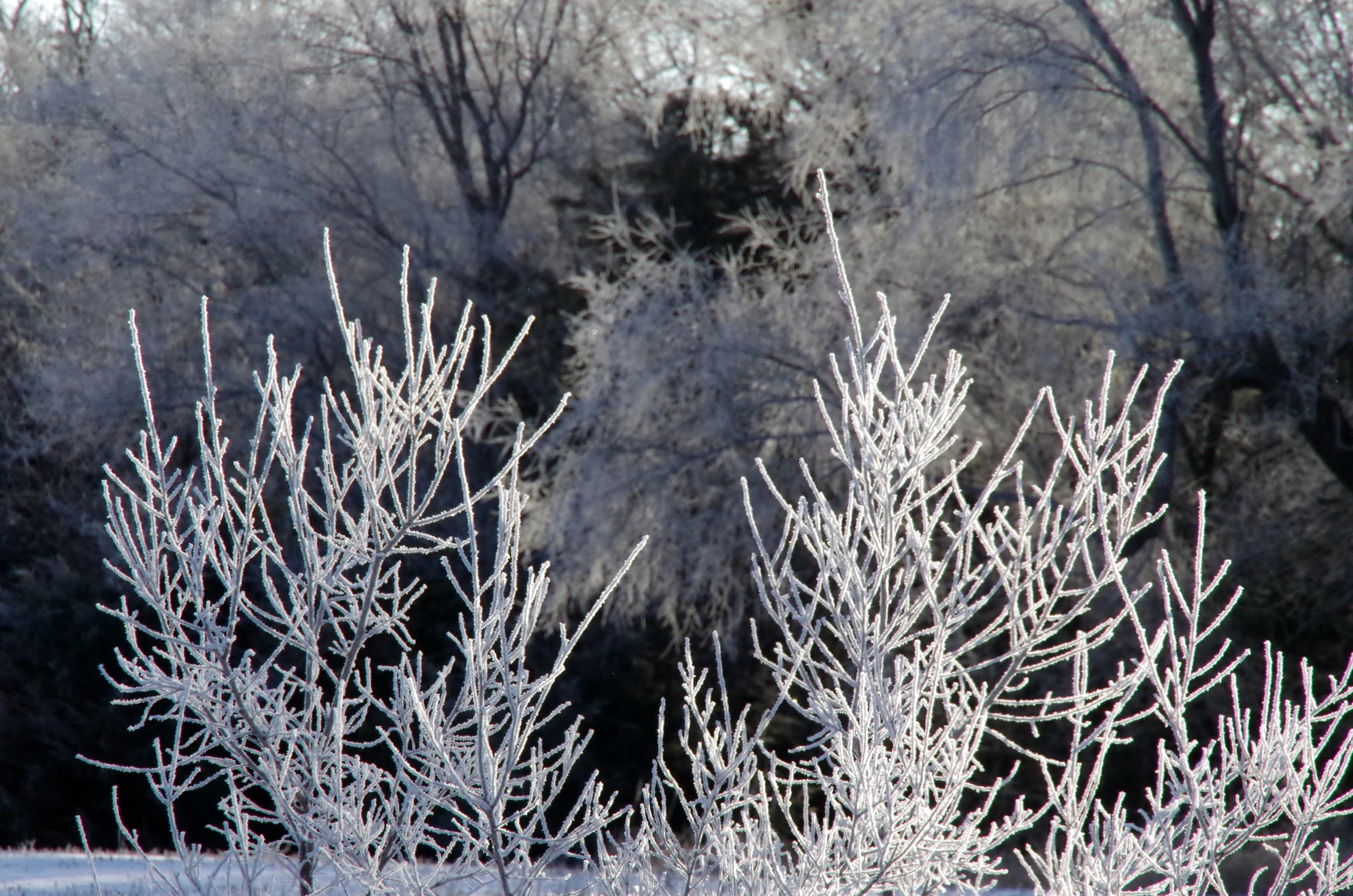 The Frozen Farmscape